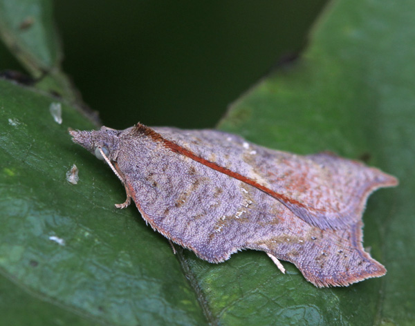 Vaizdas:Acleris emargana.R.Kindurio.150809.jpg