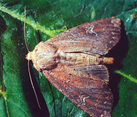 Vaizdas:Apamea laterita.Kli.jpg