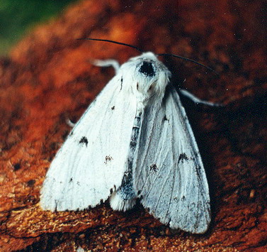 Vaizdas:Baltasis strelinukas.Kli.jpg