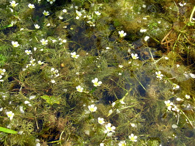 Vaizdas:Batrachium circinatum.MKE.2008-07-06.jpg