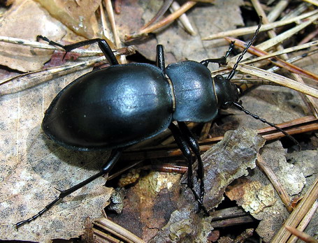 Vaizdas:Carabus glabratus.MKE.2009-06-15.jpg