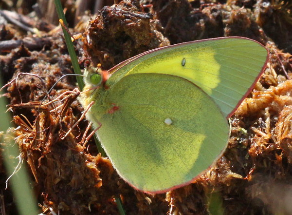 Vaizdas:Colias palaeno. R.Kindurio140607-25-.jpg