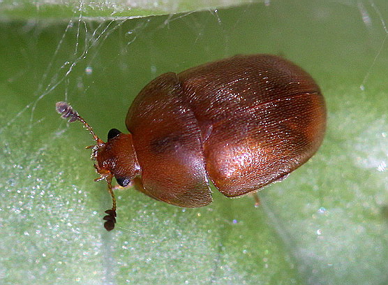 Vaizdas:Cychramus luteus. Rimvydo.100703-21.jpg