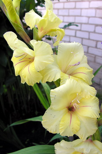 Vaizdas:Darzelinis kardelis1.MKE.2008-08-14.jpg