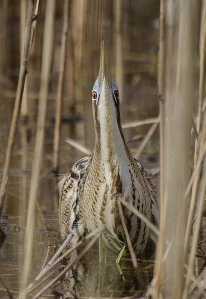 Didysis baublys.2015-04-08.jpg