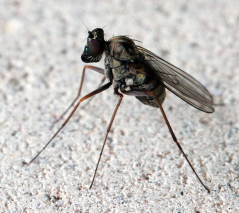 Vaizdas:Dolichopodidae.mke.2010-08-07.jpg