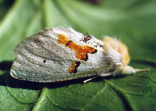 Vaizdas:Dvispalvis kuoduotis.Kli.jpg