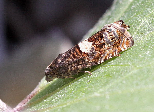 Vaizdas:Epiblema sticticana.R.Kindurio.120527-29-copy.jpg