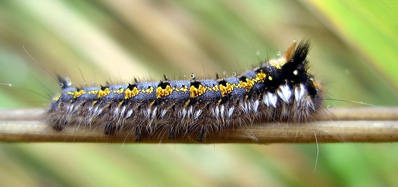 Vaizdas:Euthrix potatoria1.jpg