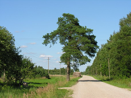 Vaizdas:Gudai.vieskelis i Gyvolius.MKE.2010-08-10.jpg