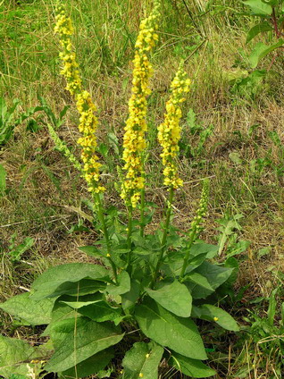 Vaizdas:Juodoji tube.MKE.2006-07-15.jpg