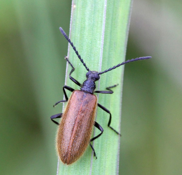 Vaizdas:Lagria hirta.R.Kindurio140701-45.jpg