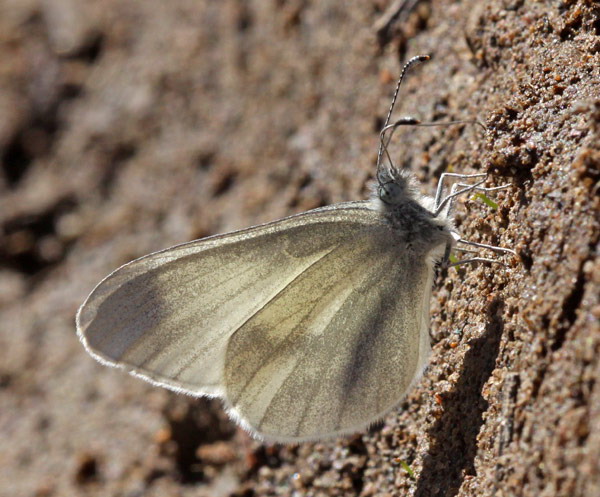 Vaizdas:Leptidea juvernica. R.Kindurio140429-25.jpg