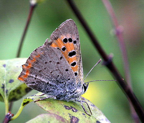 Vaizdas:Lycaena phleas.RimvydoKindurio.110820-13.jpg