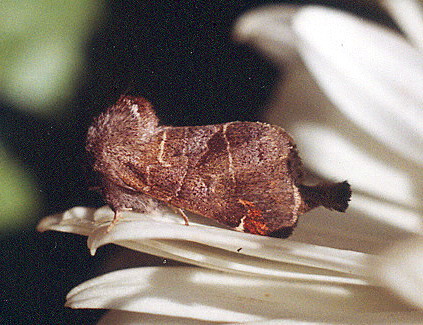 Vaizdas:Mazoji kliostera.Kli.jpg