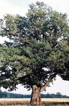 Vaizdas:Medzialenkes azuolas.MKE.jpg