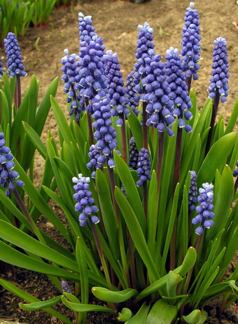 Vaizdas:Muscari botryoides.MKE.2007-04-23.jpg