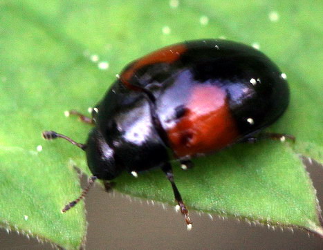 Vaizdas:Nezinomas3.Rimvydo.100518-50.jpg