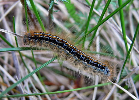 Vaizdas:P1510400-Malacosoma castrensis.MKE.jpg