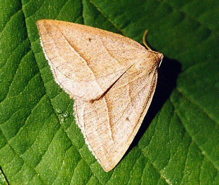 Vaizdas:Papartinis sprindzius.Kli.jpg