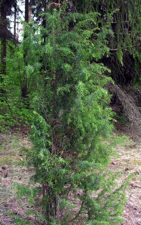 Vaizdas:Paprastasis kadagys.MKE.2009-05-17.jpg