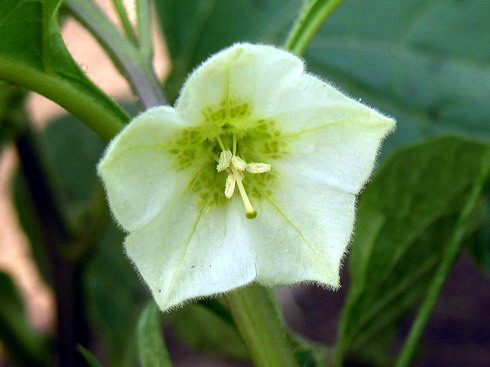 Vaizdas:Paprastoji dumplune1.MKE.2006-07-06.jpg