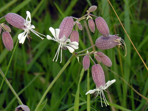 Vaizdas:Paprastoji naktiziede.MKE.2006-09-24.jpg