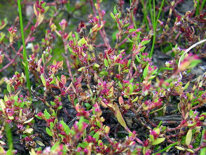 Vaizdas:Paprastoji takazole.MKE.2008-09-10.jpg