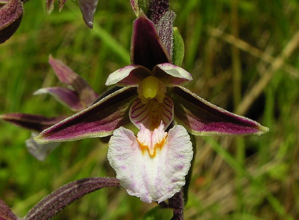 Vaizdas:Pelkinis skiautalupis.MKE.2008-07-06.jpg