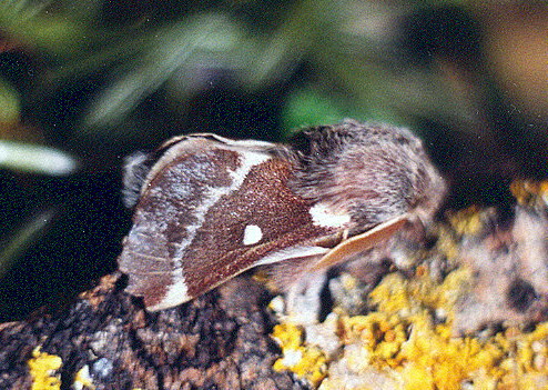 Vaizdas:Pukapilvis verpikas1.Kli.jpg