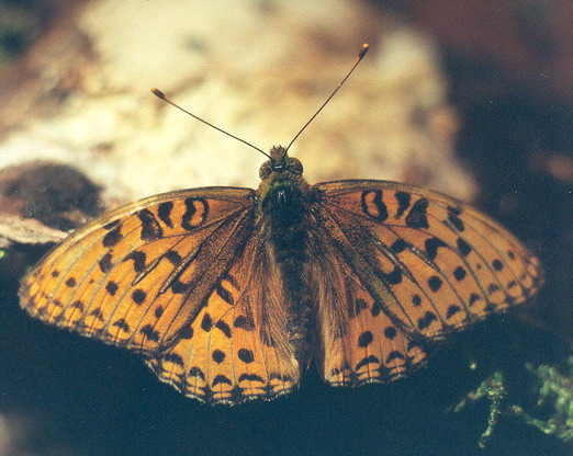 Vaizdas:Pusyninis perlinukas.Kli.jpg