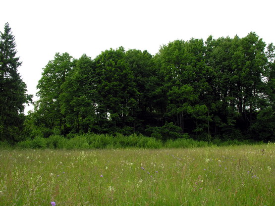 Vaizdas:Rimoliu piliakalnis.MKE1.2008-06-27.jpg