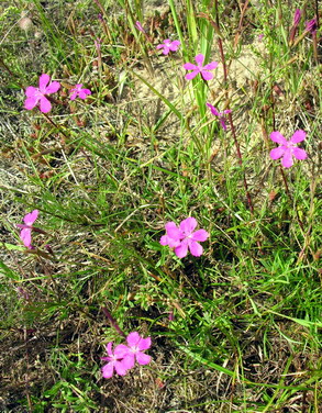 Vaizdas:Silinis gvazdikas.MKE.2007-08-06.jpg