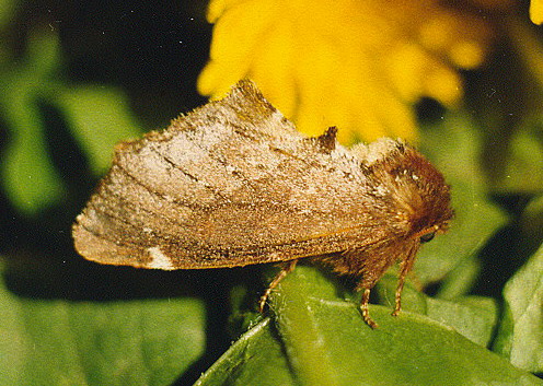 Vaizdas:Sirmoji odontozija.Kli.jpg