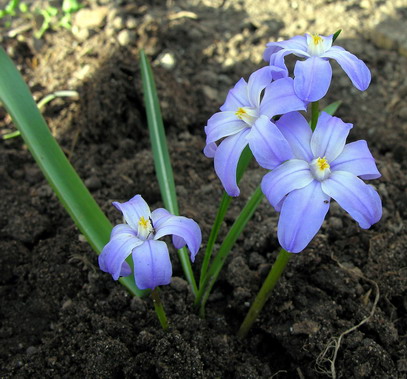 Vaizdas:Sviesioji sniegdryze.MKE.2010-04-30.jpg