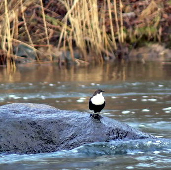 Vaizdas:Vandeninis strazdas.Deivido.jpg