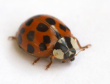 Azijinė boružė (Harmonia axyridis)