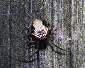 Achaearanea lunata.MKE.2007-07-23.jpg
