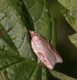 Acleris comariana.R.Kindurio.2015-10-04.jpg