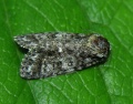 Acronicta rumicis 1.MKE.2005.jpg