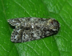 Acronicta rumicis 1.MKE.2005.jpg