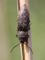 Actenicerus (Actenicerus) siaelandicusRimvydo. 100516-37.jpg