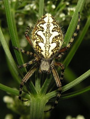 Aculepeira ceropegia.LV.JPG