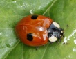 Dvitaškė adalija (Adalia bipunctata)