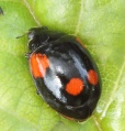 Adalia bipunctata.var1.MKE.2012-06-20.jpg