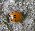 Adalia decempunctata.MKE.2010-05-10.jpg