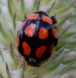 Dešimttaškė boružė (Adalia decempunctata)