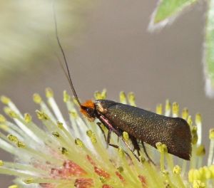 Adela cuprella.R.Kindurio.140424-12.jpg