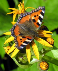 Aglais urticae. MKE.jpg