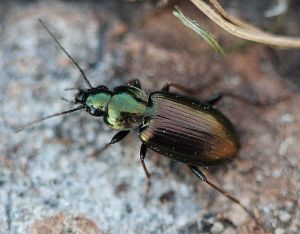Agonum muelleri.MKE.2011-04-25.jpg